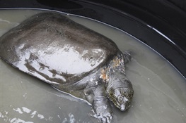 Wildlife Conservationists Remain Steadfast In Efforts To Prevent Extinction of the Giant Yangtze Soft Shell Turtle  